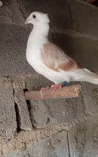 کبوتر دوبال گمشده