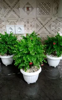 گلدان مصنوعی