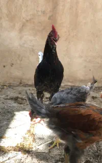 خروس