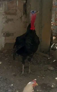 یک عدد بوقلمو