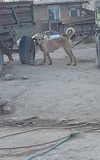 ماده سگ