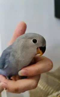 طوطی کوتوله برزیلی گم شده
