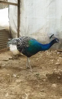 طاووس نر جوان