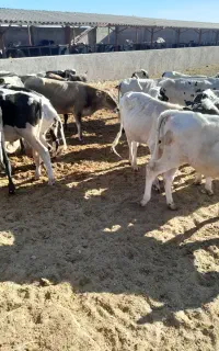 گوساله