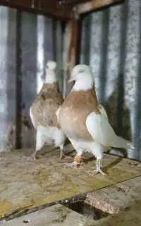 چند جفت طوقی مولد