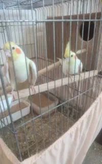 عروس هلندی
