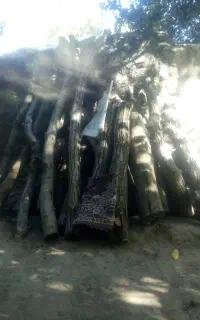 فروش چوب گردو