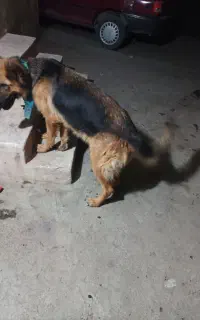 ژرمن شولاین ماده