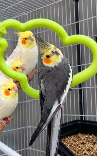 عروس هلندی نروماده