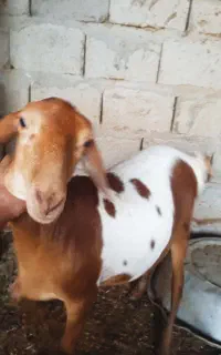 بره برشن
