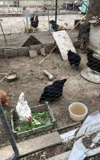 تخم نطفه دار و تخم مرغ سیاه