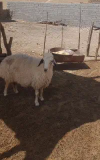 گوسفند