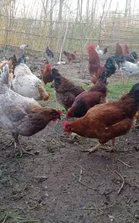 تخم مرغ نطفه دار از نژاد گلپایگان درجه یک. تضمینی