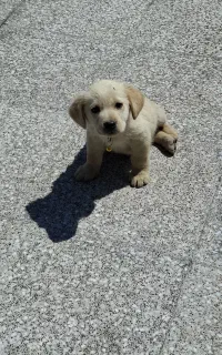 توله سگ گلدن