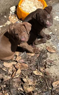 توله سگ پیتبول