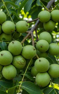 فروش نهال گردو چندلر با ضمانت در اردبیل