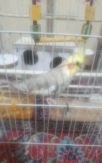 عروس هلندی نر