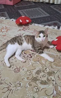 واگذاری رایگان
