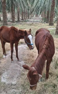 اسب مادیون کرد 3 ساله