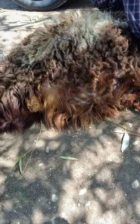 بره نر چاق ۳۵ کیلو ۶۵۰