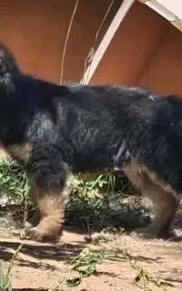 سگ نژاد دار