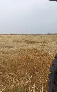 کاه