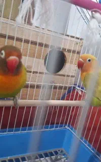 طوطی برزیلی جفت