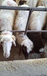 بره نر