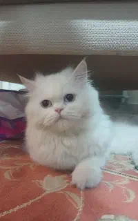 واگذاری گربه پرشین