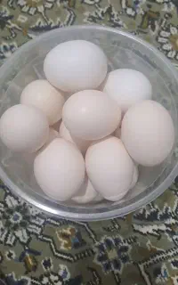 تخم مرغ محلی