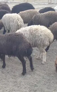 با سلام دوستان عزیز
