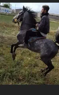 اسب کورد نیله