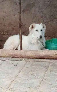 واگذاری توله سگ