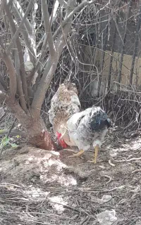 خروس