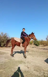 کره اسب عرب کرد