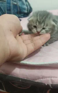 فروش گربه نژاد اسکاتیش فولد