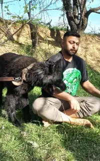 سگ ژرمن اصل