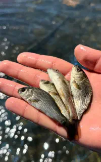 ماهی امور کپور مخلوص نژاد دار