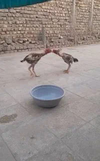 معاوضه خروس لاری با مرغ تخم گذار