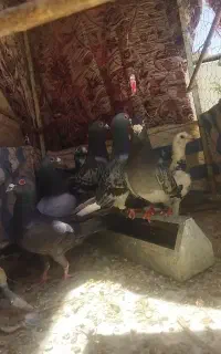 کبوتر پلاکی