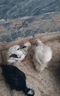 جوجه پا پر سلطان. ۴۰۰