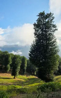 ییلاقات تالش