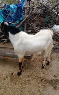 ماشین فروشی