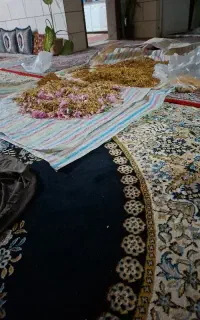 فروش نسترن و گل محمدی با کیفیت عالی