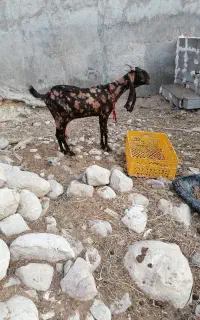 بزپاکستانی