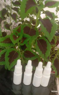 روغن گیاهی رشد مجدد ابرو پر پشتی وقطع ریزش