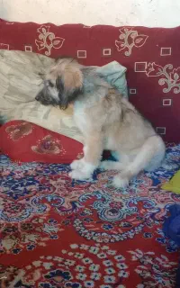 سگگ