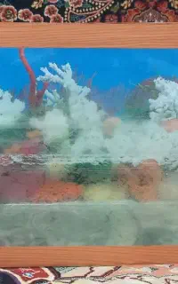 اکواریوم سایز متوسط سالم