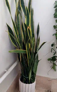 گل آپارتمانی