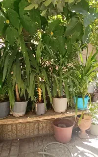 گل طبیعی